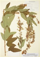 藏品(加拿大山螞蝗)的圖片